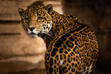 Fototapeta na wymiar spotted leopard