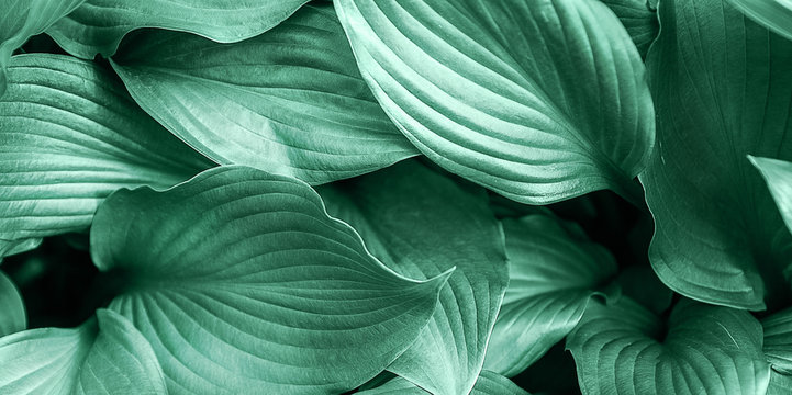 Leaves background toned neo mint color .