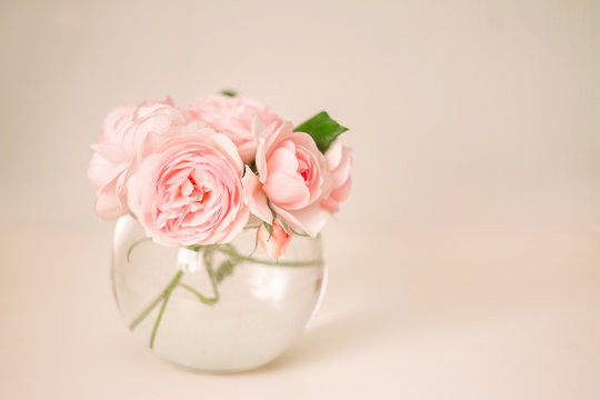 pink rose in vase on white background