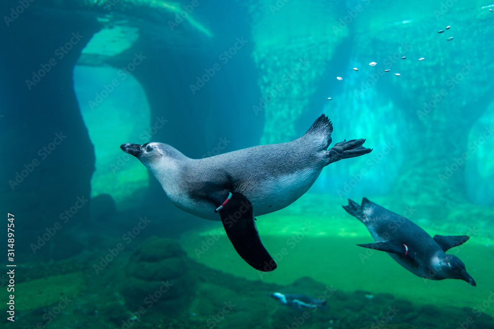 Wall mural penguins in blue water at the zoo, aquarium and underwater animals