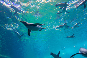 A flock of penguins underwater in the aquarium, blue water