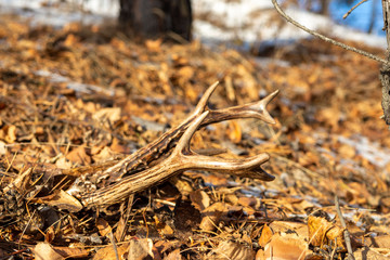 ROE deer horns on fallen leaves on the ground in the forest.