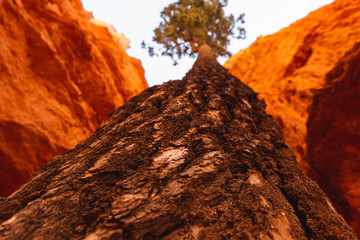 Texture des arbres &agrave; Bryce Canyon