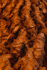 Texture des arbres à Bryce Canyon