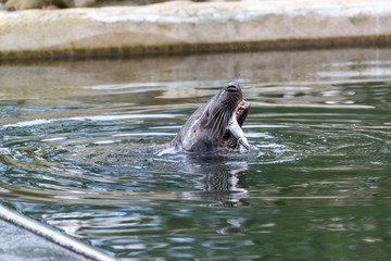 Seal taking fish for snack in water