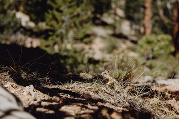 écureuil dans son milieu naturel 
