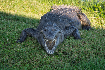 Nahaufnahme Alligator mit offenem Mund im Gras