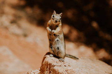 Femelle écureuil debout sur son rocher à Brice Canyon