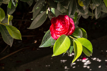 Blossom of red camellia