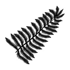 Black tropical leaf on white background for decoration design. Leaf icon. Palm tree silhouette. Vector silhouette illustration isolated. Exotic jungle wallpaper. Vector illustration nature background.