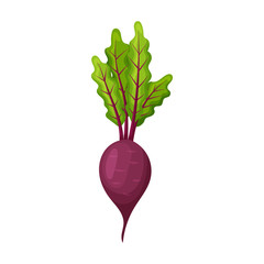 Beetroot vector icon.Cartoon vector icon isolated on white background beetroot .