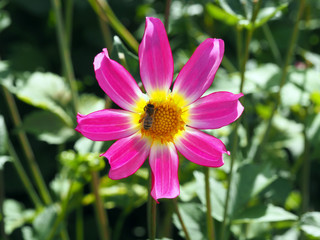 Little bee on a Single blooming pink and white Dahlia with green leaves background