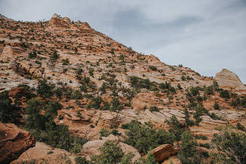 Fototapeta na wymiar Paysage de roches rouges à Zion National Park