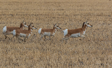 A Pronghorn Herd on the Plains of Colorado