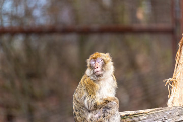 Old macaque takeing sun in winter