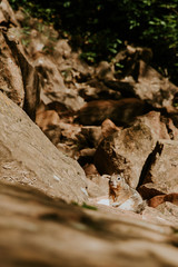 Rencontre avec un écureuil lors d'une randonnée à Zion National Park 
