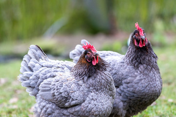 Two Hen standing and looking
