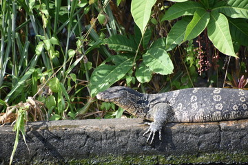 thailand