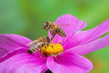 Biene fliegt von Blüte ab, von Blume abfliegende Honigbiene,  Honigbiene fliegt über Blüte, Insektenflug, Biene im Flug