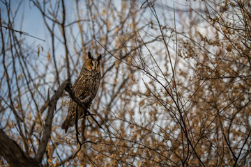 A Long-eared Owl Perched in the Woods