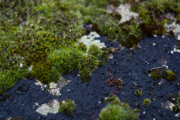 Background or texture of stone and green moss with white spots. Facade of the old building. Plant. Flora.