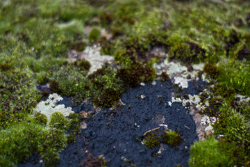Background or texture of stone and green moss with white spots. Facade of the old building. Plant. Flora.