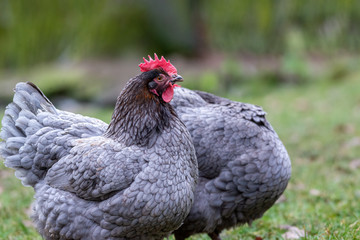 Two Hen standing and looking