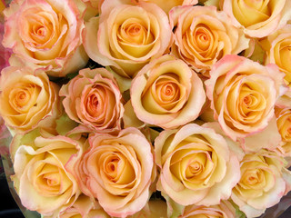 Pale pink roses floral texture
