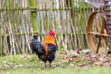 rooster checking his teritory,nice color feathers