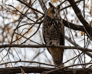 A Long-eared Owl Perched in the Woods