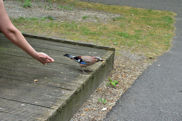 Ptak na drewnianym tarasie jedzący karmę z ręki. © W Korczewski