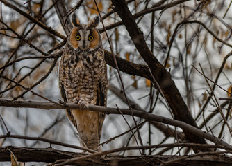 A Long-eared Owl Perched in the Woods