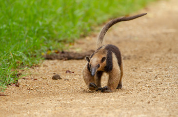 Nördlicher Tamandua