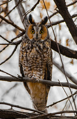 A Long-eared Owl Perched in the Woods