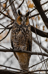 A Long-eared Owl Perched in the Woods