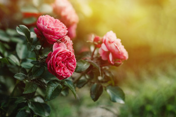 Moody bush of pink rose in garden, bright sunset light, floral background. Selective focus. Copy...