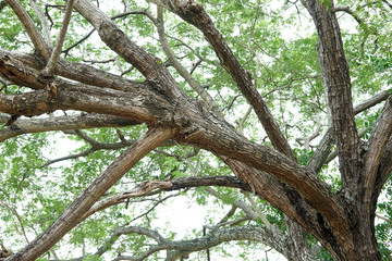 Branches of big tree enough for sitting around in nature eco concept