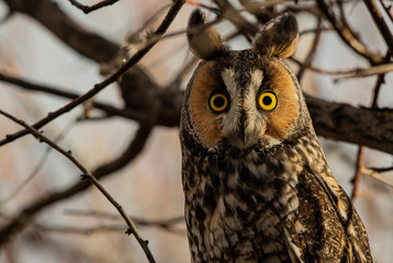 A Long-eared Owl Perched in the Woods