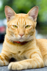 Close up of orange fluffy cat face, lying down outside on street, looking straight against camera.