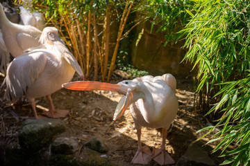 Pelikan mit offenem schnabel