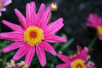 Fototapeta premium Pink succulent ground cover flower