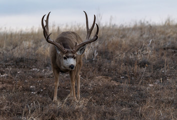 Naklejka na ściany i meble A Large Mule Deer Buck on the Plains of Colorado