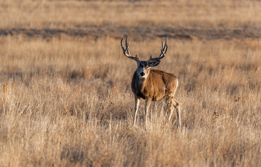 A Large Mule Deer Buck on the Plains of Colorado