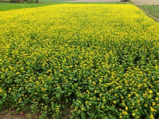 Obraz premium flower garden