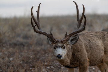 A Large Mule Deer Buck on the Plains of Colorado