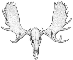 Moose skull illustration, drawing, engraving, ink, line art, vector - 314901130