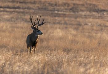 A Large Mule Deer Buck on the Plains of Colorado