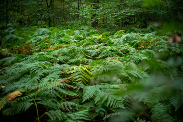 lichtung im wald