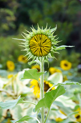 The sun flower