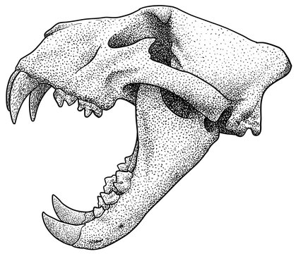 Lion skull  Animal skull drawing Animal drawings Animal skeletons